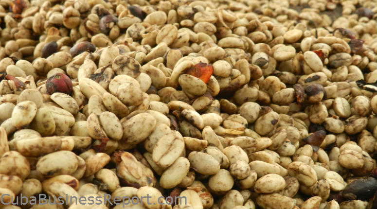 Cuba Coffee Exports Beans Cuba Coffee Exports Beans