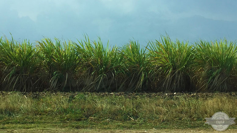 Sugar Cane Field In Cuba Sugar Cane Field In Cuba
